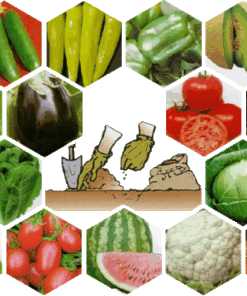 ΣΠΟΡΟΙ ΛΑΧΑΝΙΚΩΝ AGROSMART