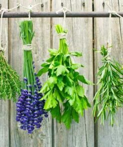 ΑΡΩΜΑΤΙΚΑ ΦΥΤΑ