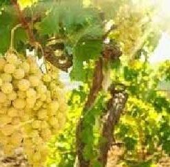 ΚΛΗΜΑΤΑ ΕΡΡΙΖΑ ΕΜΒΟΛΙΑΣΜΕΝΑ