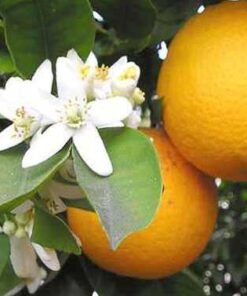 ΟΠΩΡΟΦΟΡΑ ΔΕΝΤΡΑ