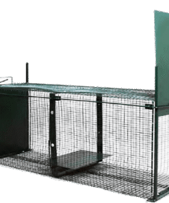 ΠΑΓΙΔΕΣ ΜΕΓΑΛΩΝ ΖΩΩΝ