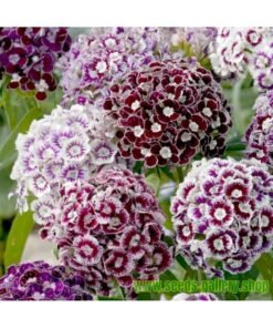 ΣΠΟΡΟΙ ΑΝΘΕΩΝ