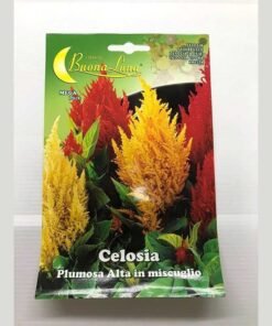 ΣΕΛΟΖΙΑ ΦΩΤΙΑ