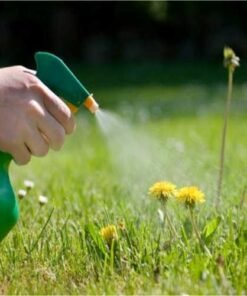 ΖΙΖΑΝΙΟΚΤΟΝΑ