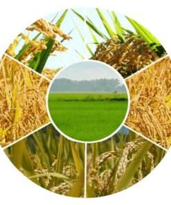 ΕΝΤΟΜΟΚΤΟΝΑ