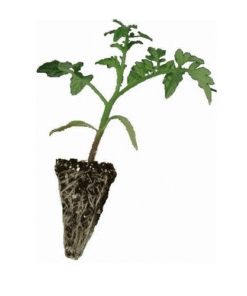 Φυτά Τομάτας Σπορόφυτα ντομάτας