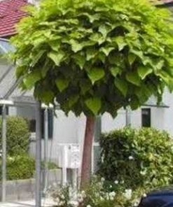 ΟΠΩΡΟΦΟΡΑ ΝΑΝΑ ΔΕΝΤΡΑ