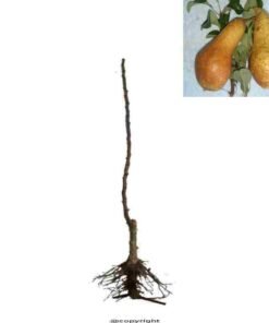 αχλαδι αμπατε φετελ 2