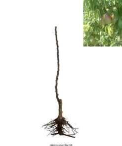 αχλαδι σαντα μαρια 1