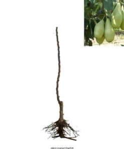 κρυσταλλι 2