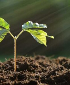 ΦΥΤΟΧΩΜΑΤΑ