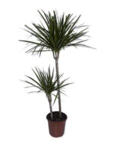 Δράκαινα μαρτζινάτα διπλή – Dracaena marginata Υ:80cm, Ø18cm