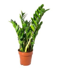 Zάμια Zamioculcas zamiifolia Υ:40cm, Ø12cm