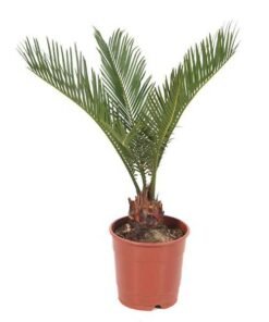 Φυτό κύκας ή τσίκας Cycas revoluta Υ:35cm, Ø14cm