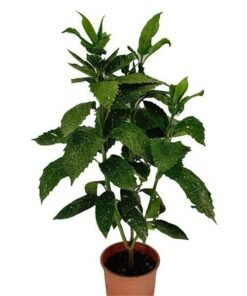 Αουκούμπα (Aucuba japonica) Υ:35cm, Ø12cm