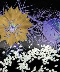 ΕΔΩΔΙΜΟΙ ΣΠΟΡΟΙ ΑΝΘΕΩΝ