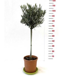 Ελιά μπάλα Υ120cm (από τη βάση της γλάστρας), Ø18cm