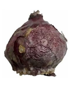 Ζουμπούλι βολβός μεγάλο