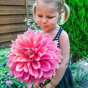 dahlia large flower category 300x300