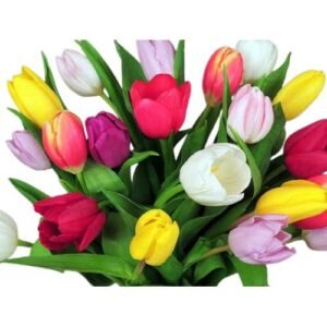 tulips removebg preview