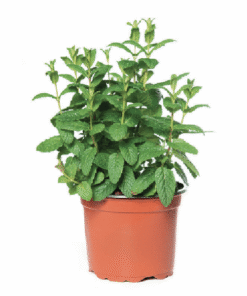 Φυτο Δυόσμου