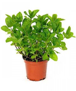 Φυτό Μέντας