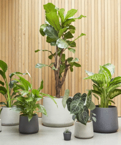 ΓΛΑΣΤΡΕΣ-ΚΑΣΠΩ