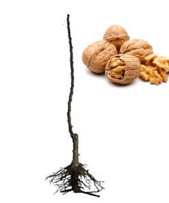 Δέντρο Καρυδιάς Εμβολιασμένη Ποικιλία Τσάντλερ(chandler) Ωρίμανση καρπού ~ 2/10