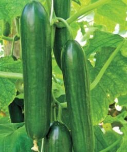 Cucumber Beit Alpha (1)