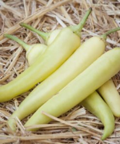 piperia 2 (1)