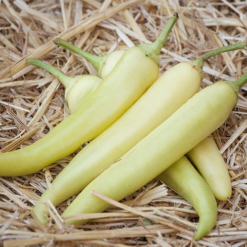 piperia 2 (1)