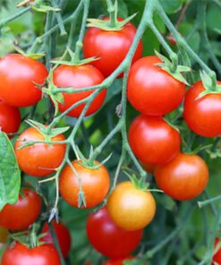 red cherry 2 (2)