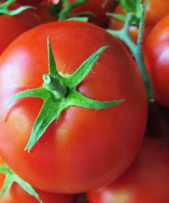 tomato st pierr2e (1)