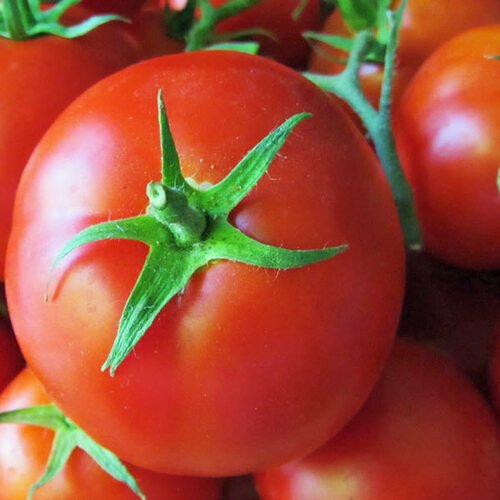 tomato st pierr2e (1)