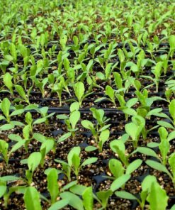 ΒΙΟΛΟΓΙΚΑ ΣΠΟΡΟΦΥΤΑ