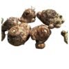 calla rhizome 480 removebg preview
