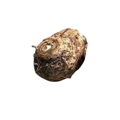 calla rhizome 480 removebg preview removebg preview (2)
