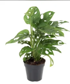 Μονστέρα – Monstera Adansonii 500x500