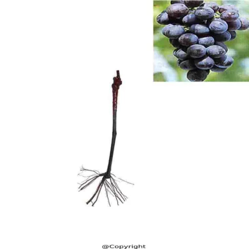 Μοσχατο Μαυρο