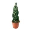 Sansevieria Cylindrica Braided 1