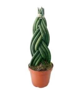 Sansevieria Cylindrica Braided 1