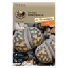 2001 Cactus Lithops dorotheae
