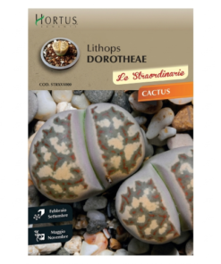 2001 Cactus Lithops dorotheae