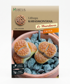 2002 ΚΑΚΤΟΣ Lithops karasmontana