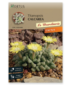2005 ΚΑΚΤΟΣ Titanopsis calcarea