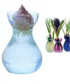bulbs water hyacinth 700 600x600